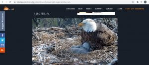 Eagle sitting on nest with eaglet